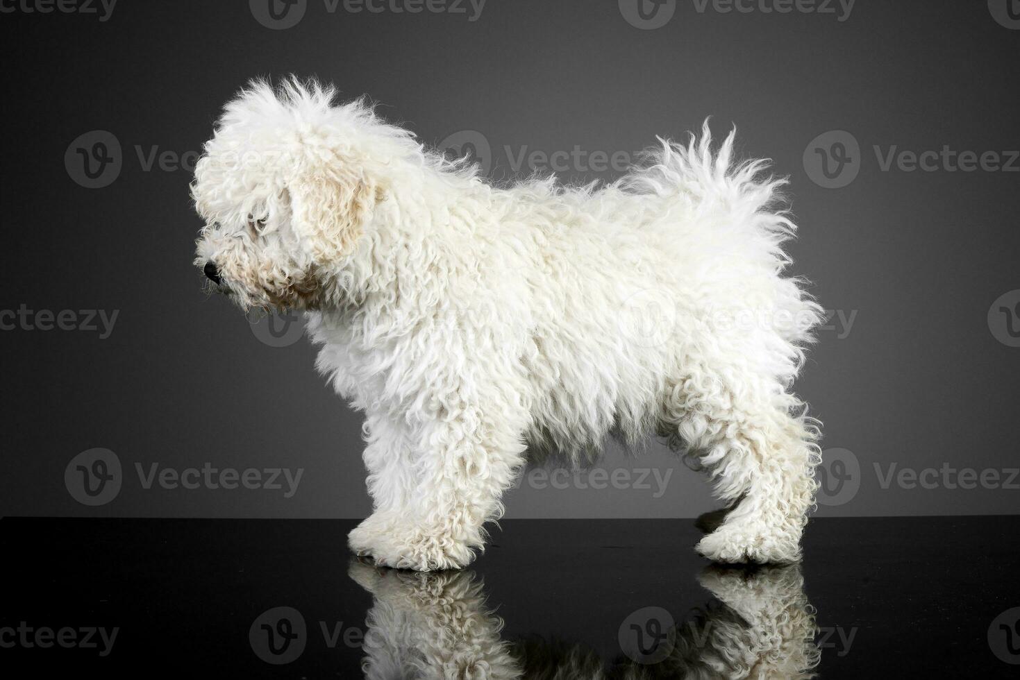 studio coup de une mignonne puli chien photo