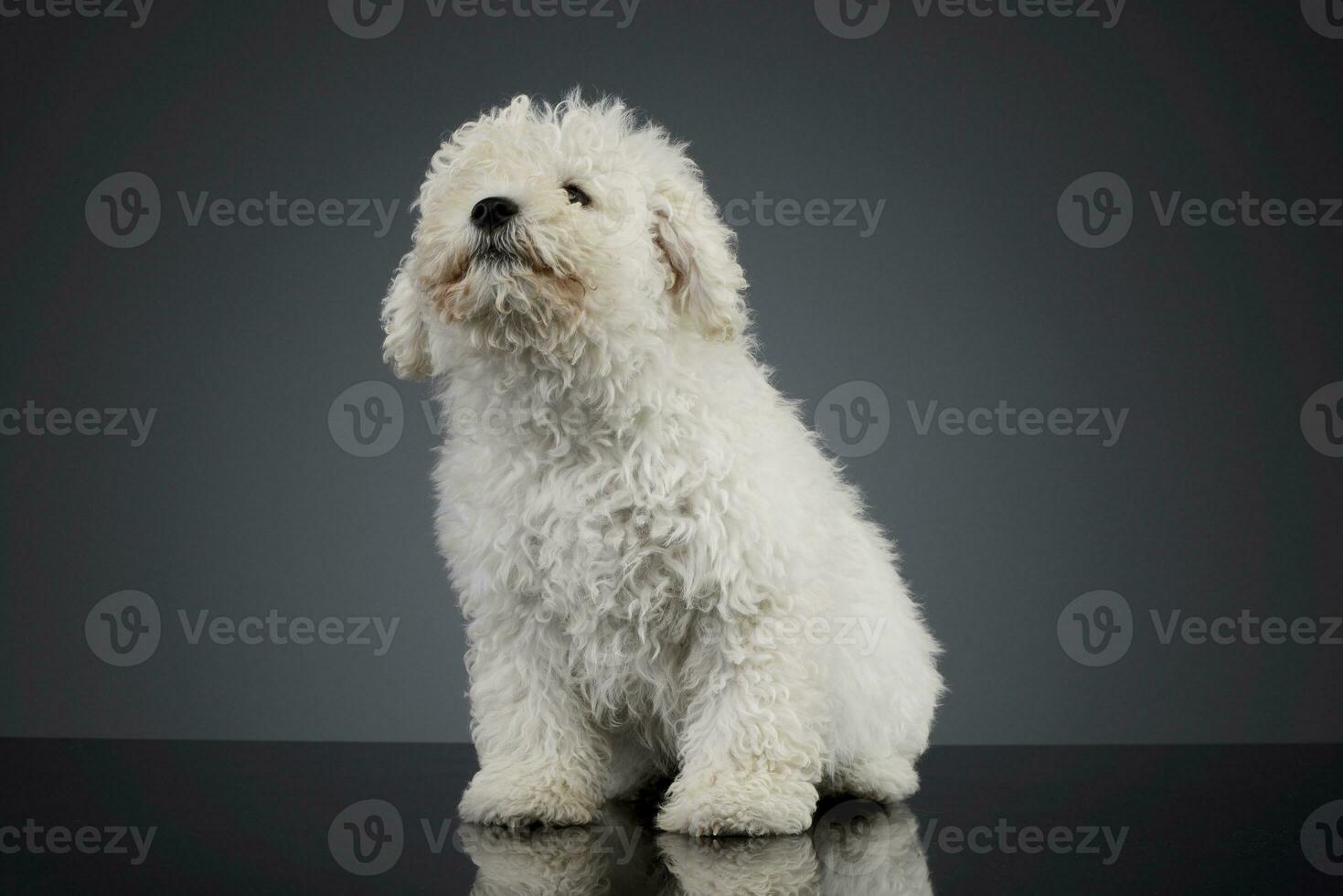 studio coup de une mignonne puli chiot photo