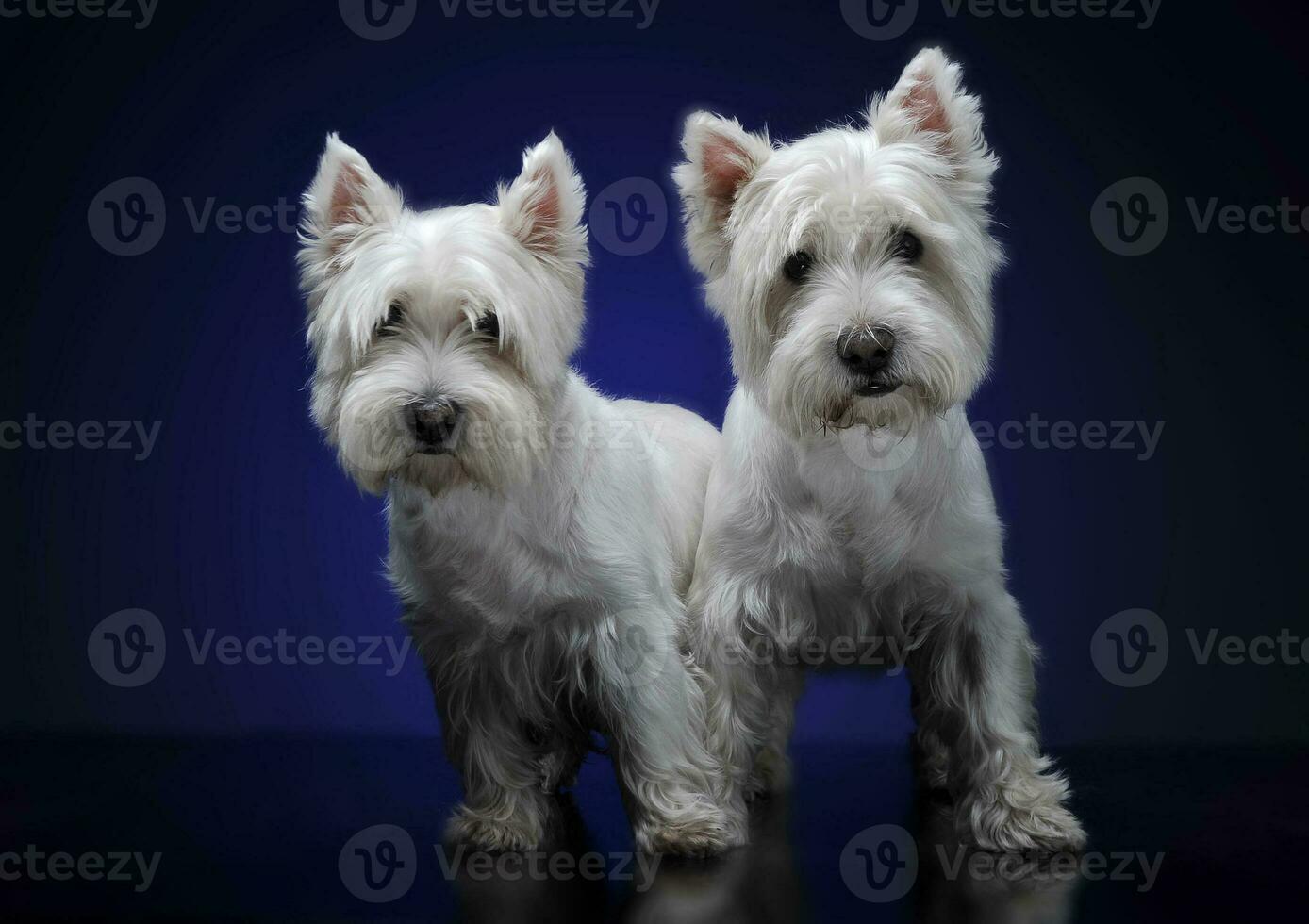 Ouest montagnes blanc terriers rester ensemble photo