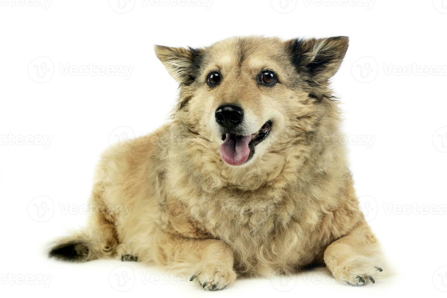 vieux mixte race chien dans blanc studio photo