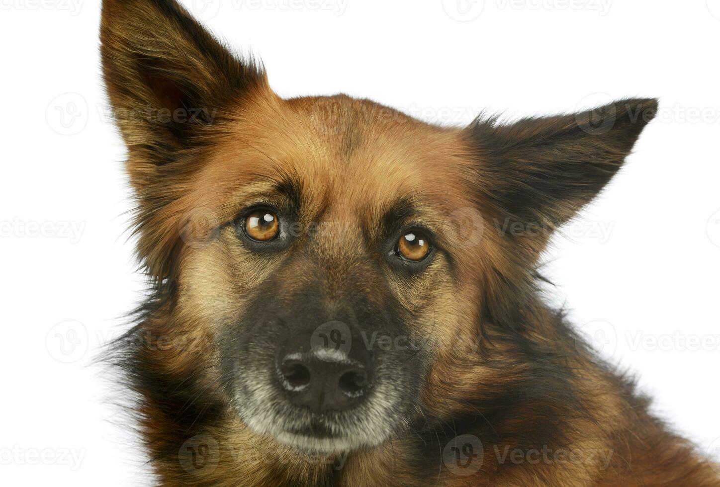 portrait de un adorable mixte race chien photo