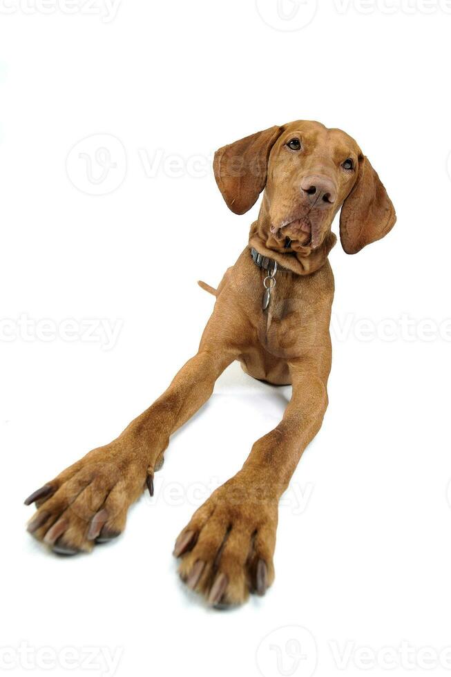 hongrois vizsla à la recherche dans le caméra photo