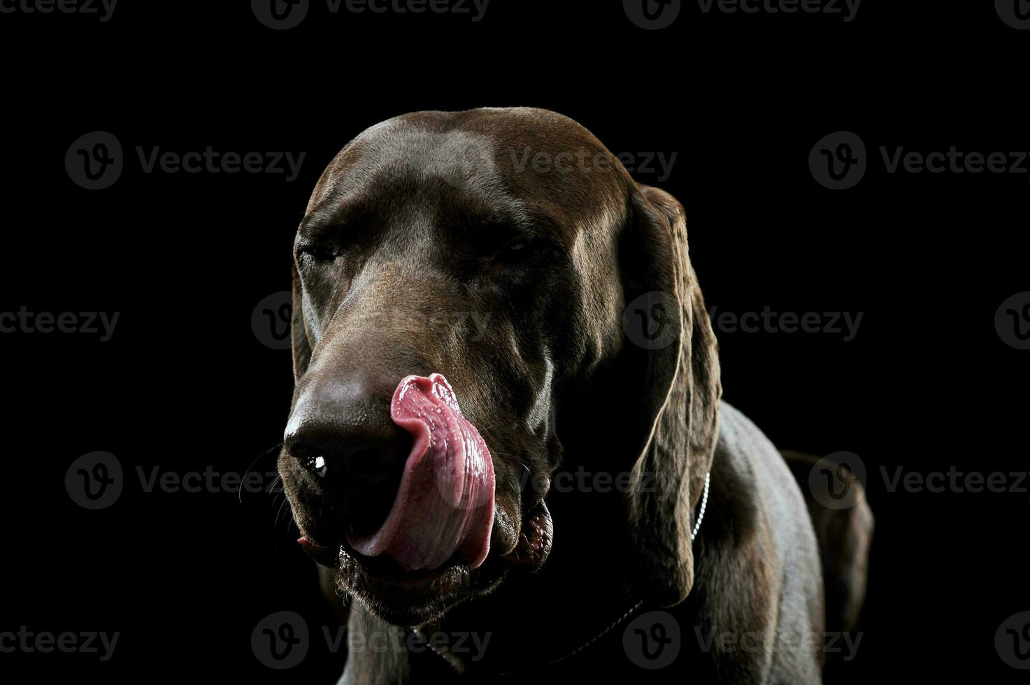 studio photo du visage de une charmant deutsch kurzhaar