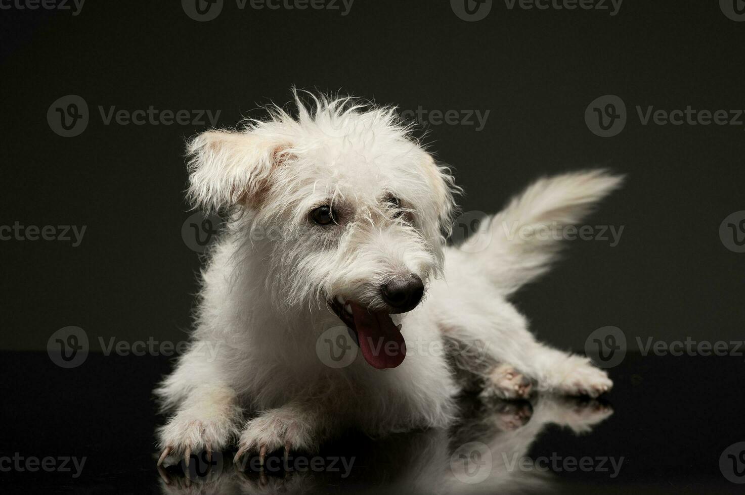 studio coup de un adorable mixte race chien photo