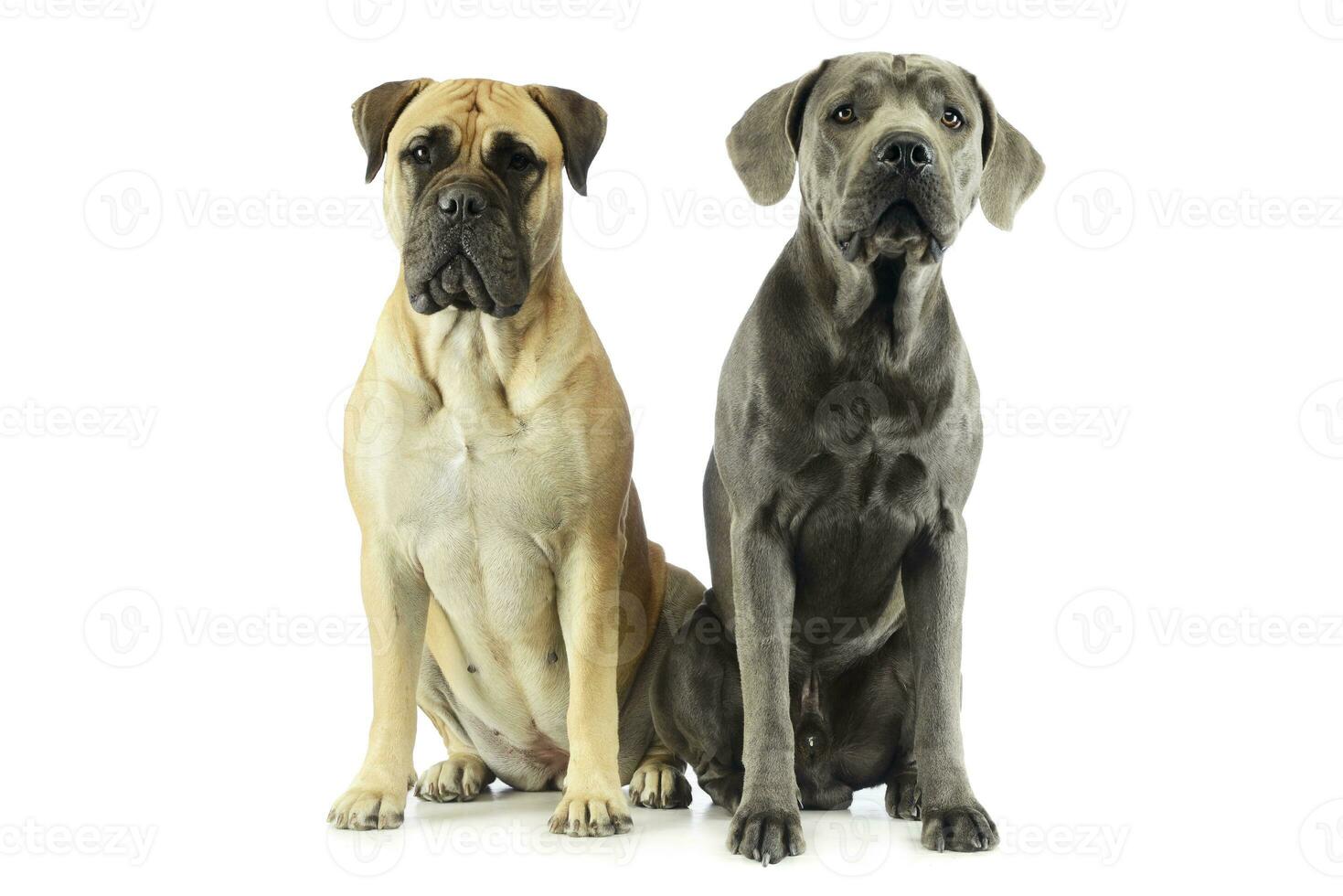 studio coup de un adorable taureau mastiff et une génial Danois photo