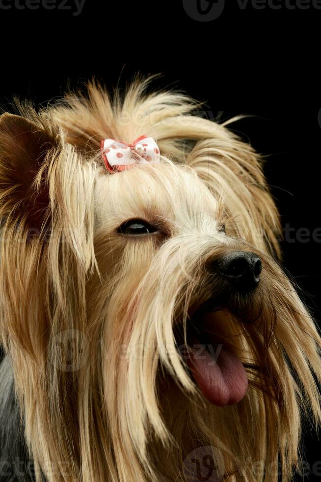 portrait de un adorable Yorkshire terrier yorkie photo