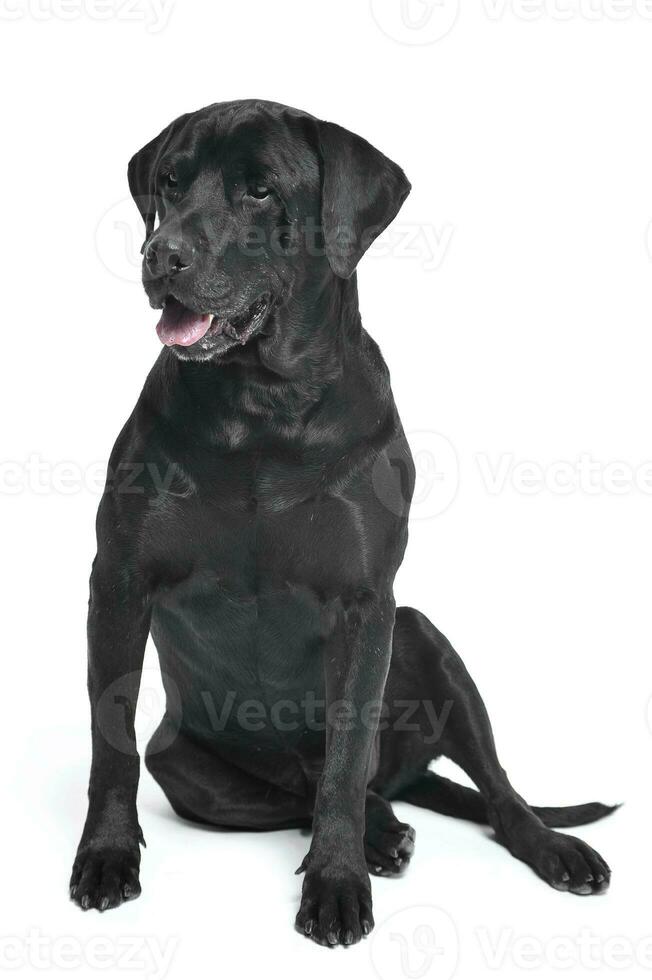 noir Labrador retriever séance dans une blanc studio photo