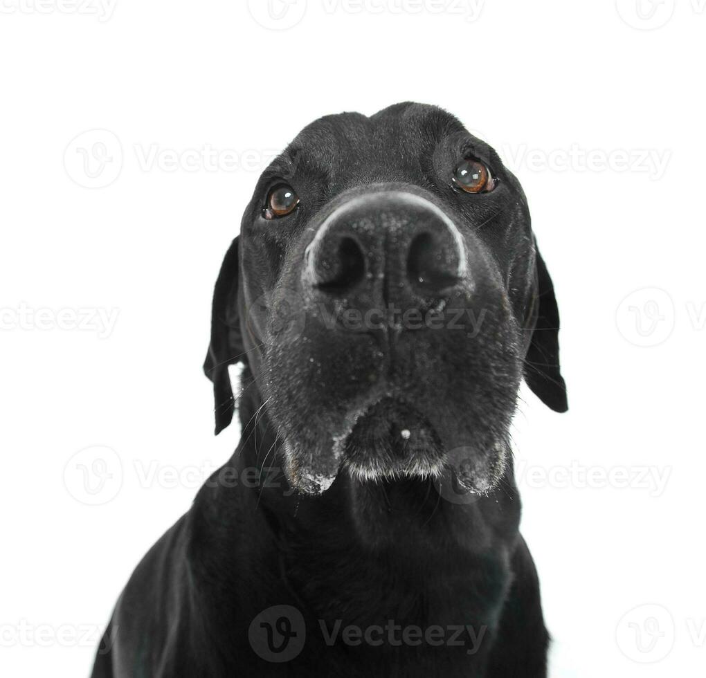 triste Labrador retriever portrait dans blanc studio photo