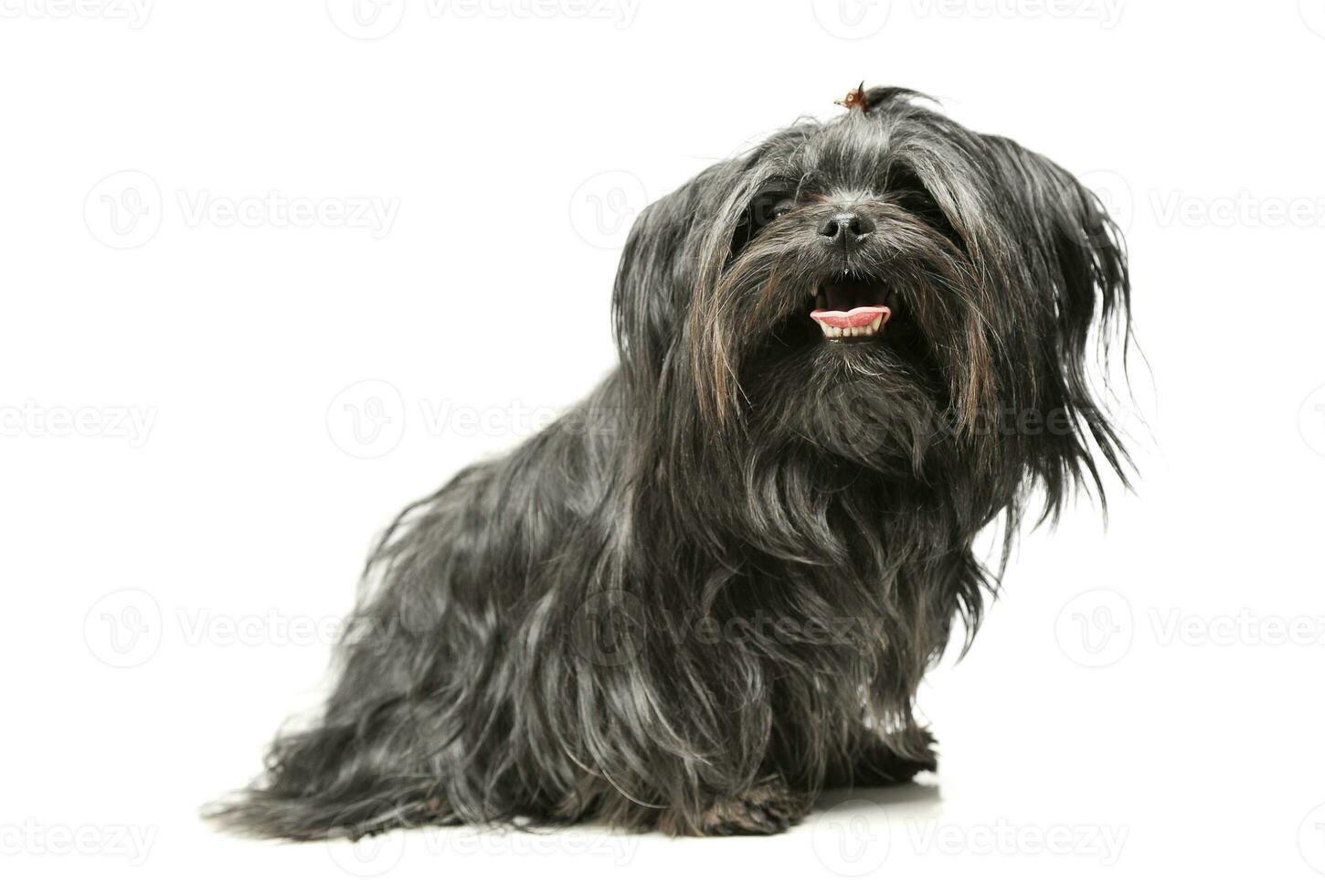 studio coup de un adorable shih-tzu photo