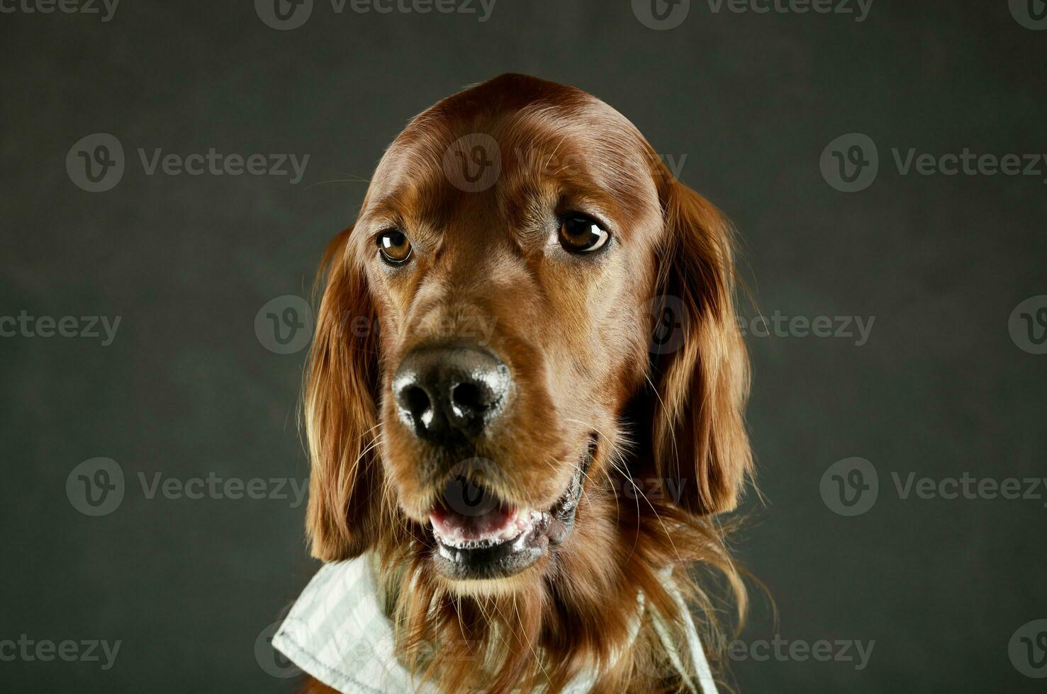 portrait de un adorable irlandais setter photo