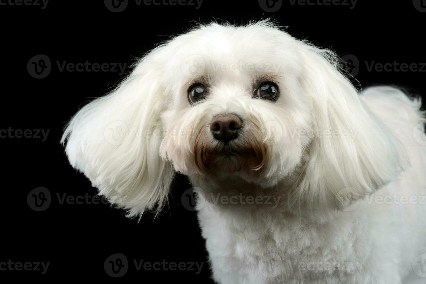 portrait de une mignonne bolognaise chien photo