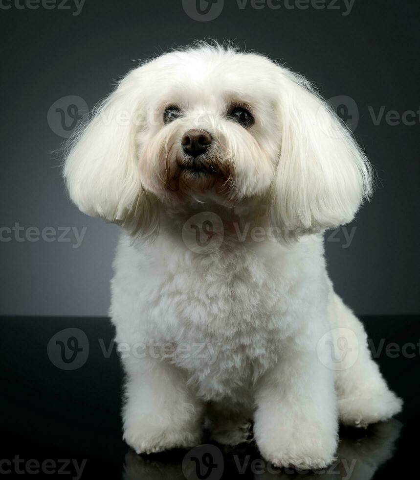 studio coup de une mignonne bolognaise chien photo