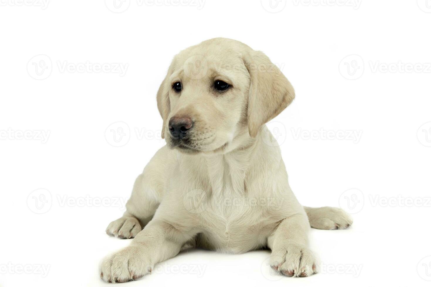 Labrador chiot studio coup photo