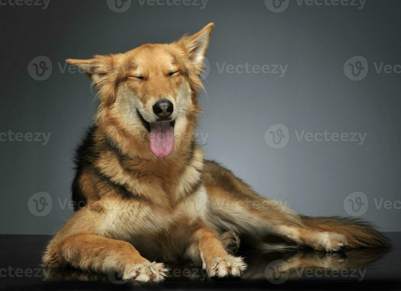 mignonne mixte race chien relaxant dans foncé studio photo
