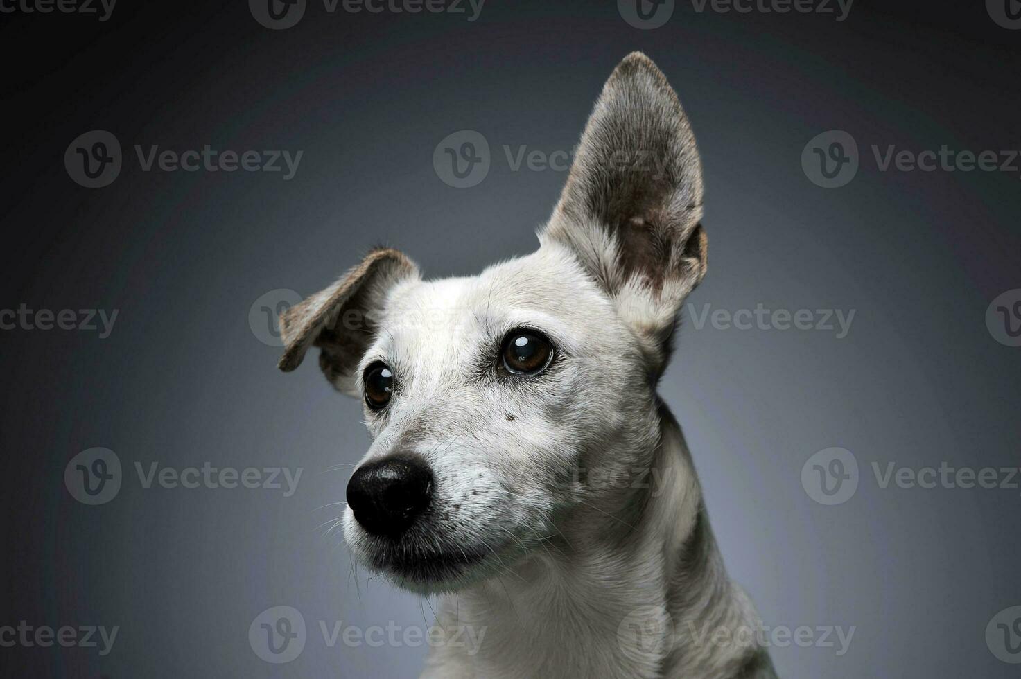 marrant oreilles blanc chien portrait dans diplômé Contexte photo