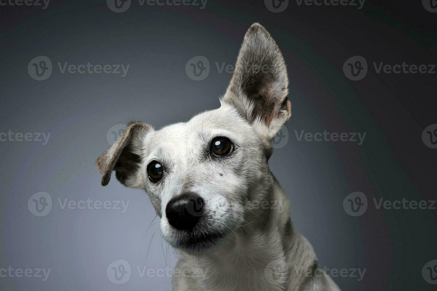 marrant oreilles blanc chien portrait dans diplômé Contexte photo