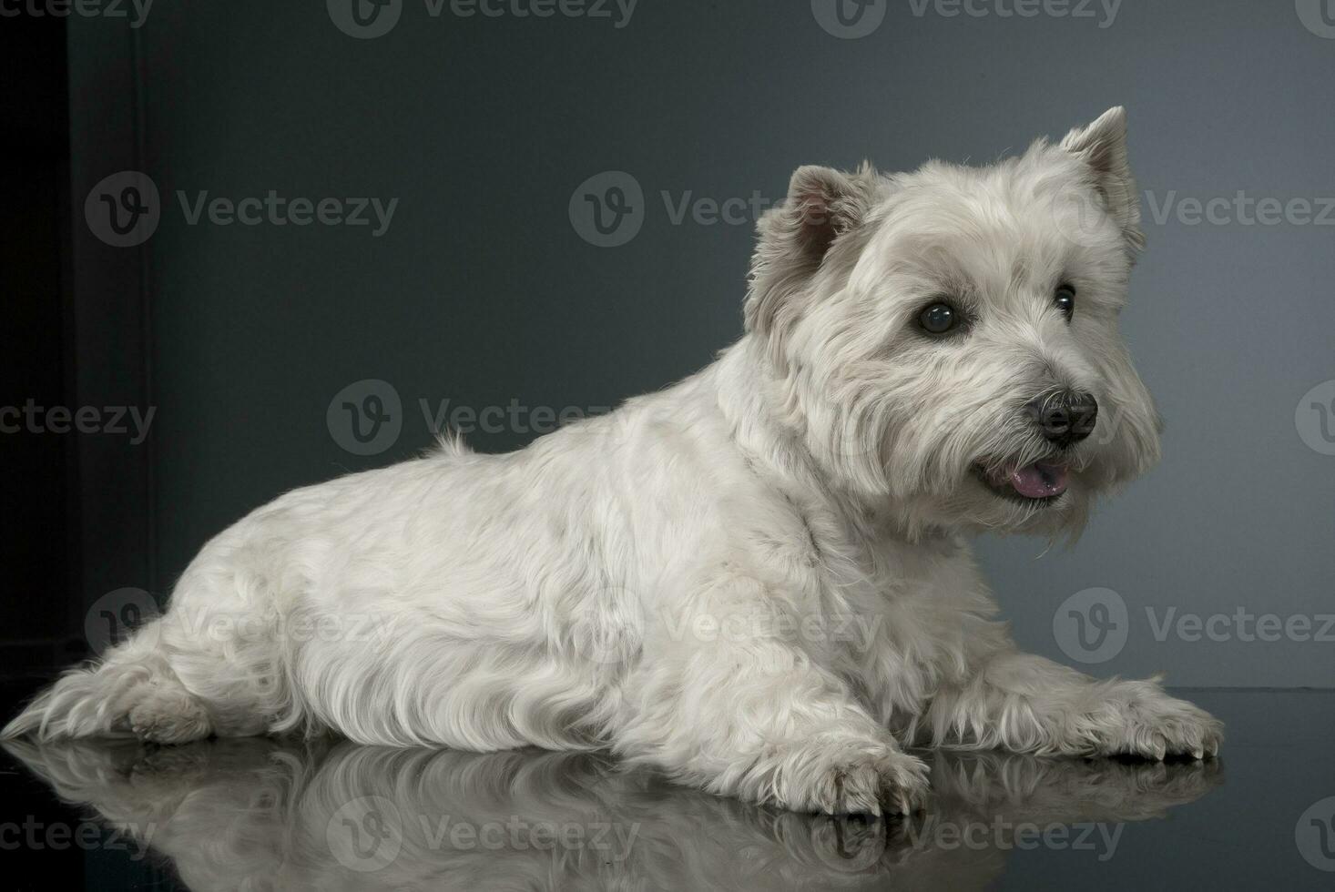 blanc Ouest montagnes terrier relaxant dans studio photo