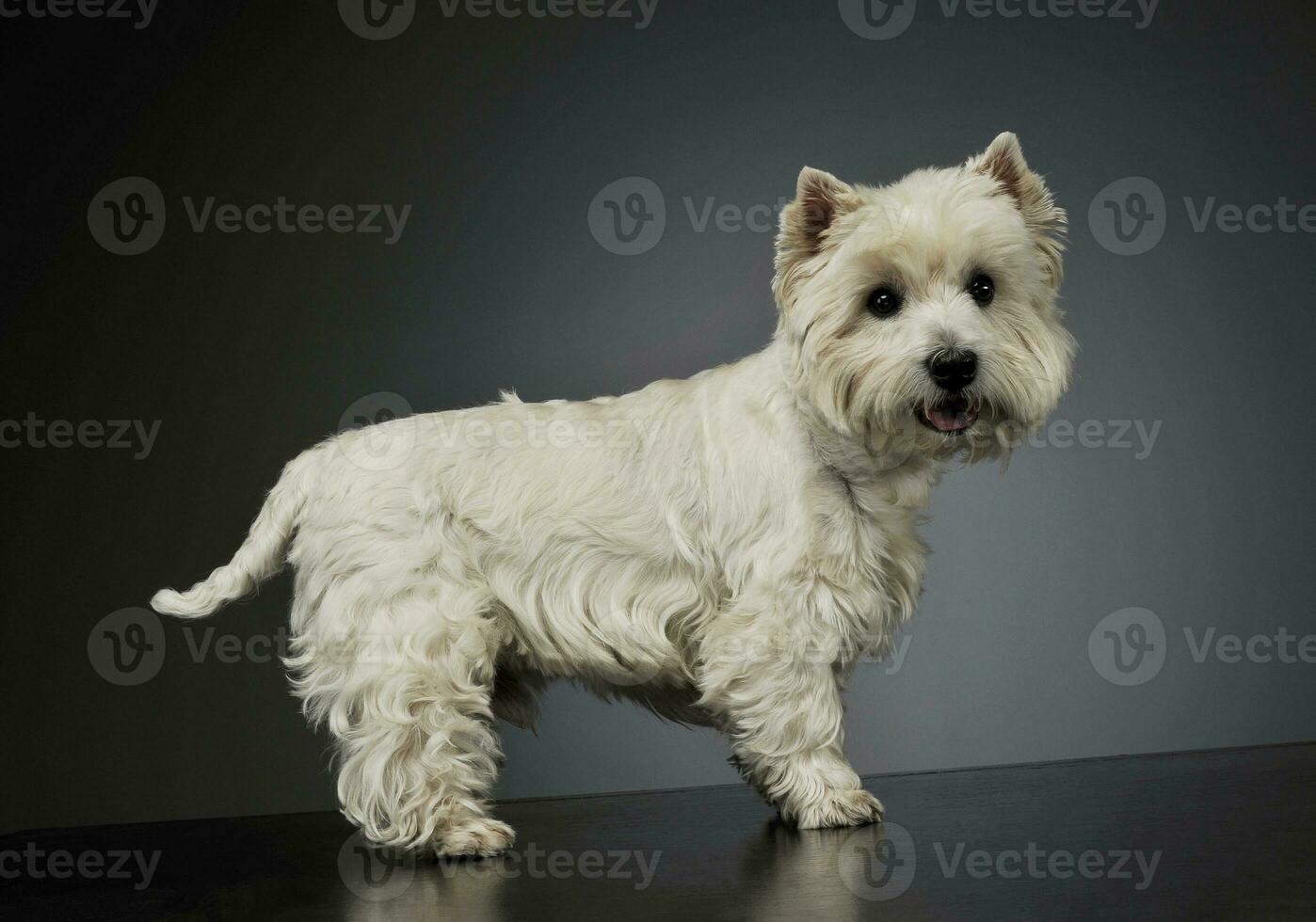 studio coup de un adorable Ouest montagnes blanc terrier permanent et à la recherche avec curiosité à le caméra photo