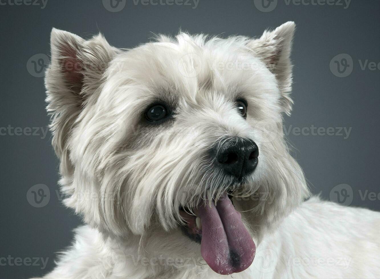 blanc Ouest montagnes terrier portrait dans studio photo