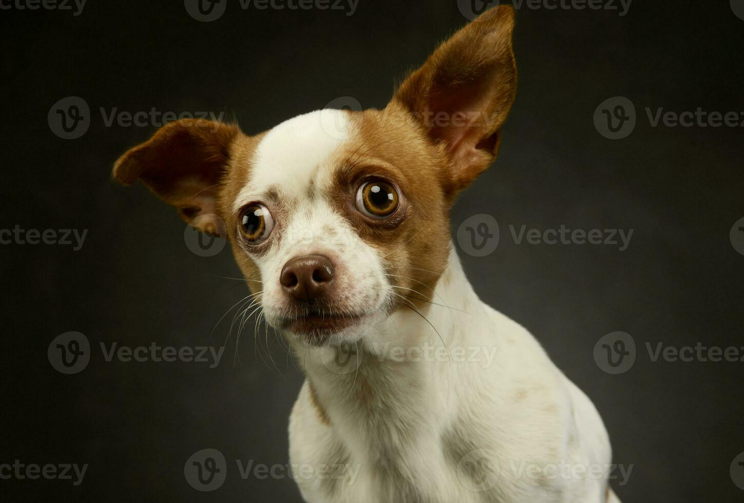 portrait de une charmant chihuahua photo