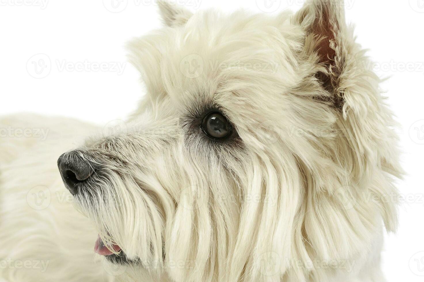 portrait de un adorable Ouest montagnes blanc terrier à la recherche avec curiosité photo