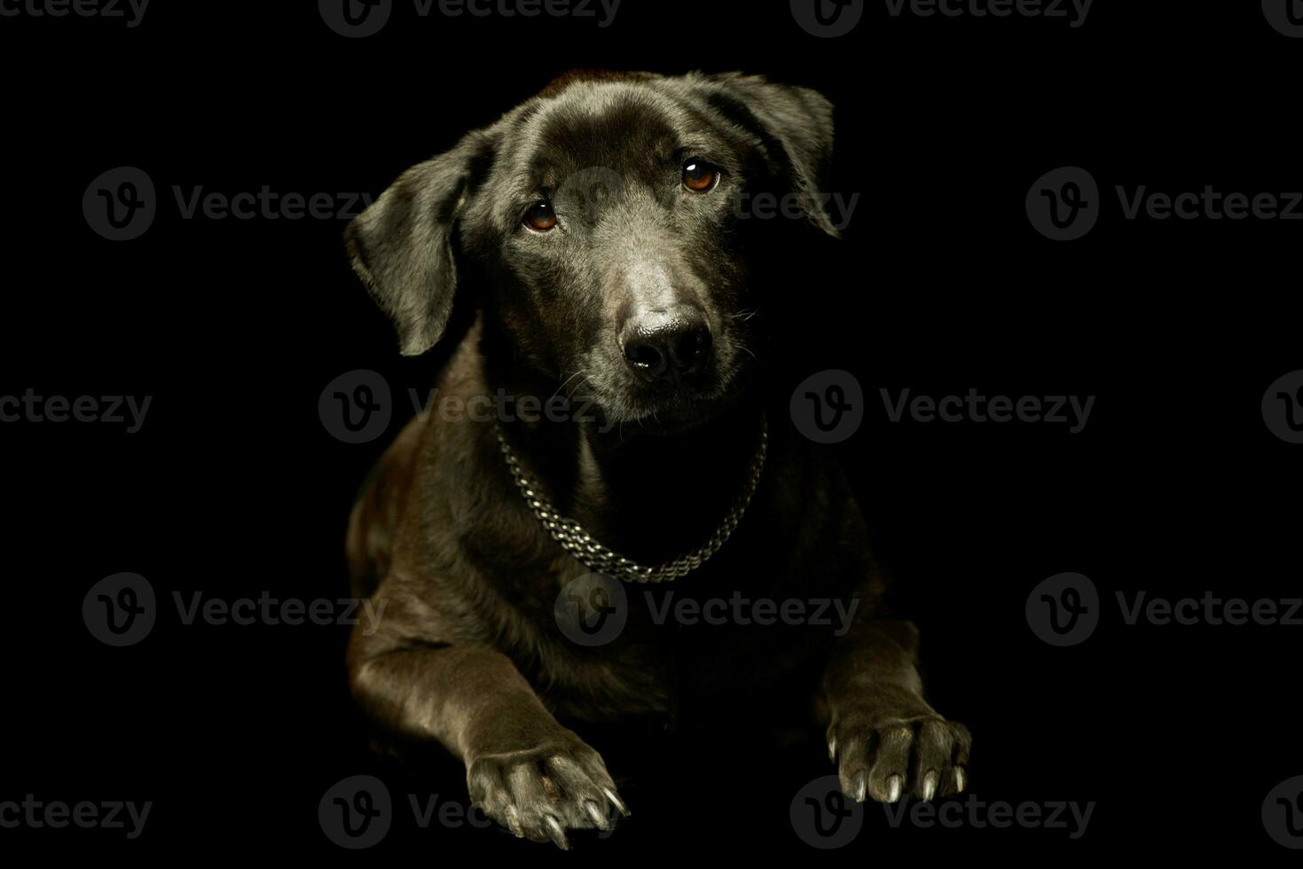 studio coup de un adorable mixte race chien photo