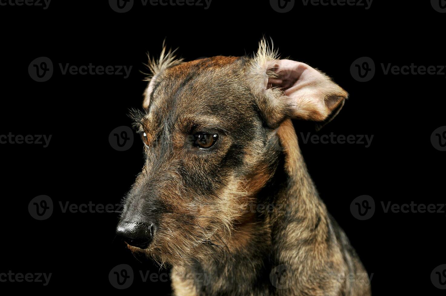 portrait de un adorable câblé aux cheveux teckel à la recherche vers le bas Malheureusement avec avec drôle, grogné oreilles photo