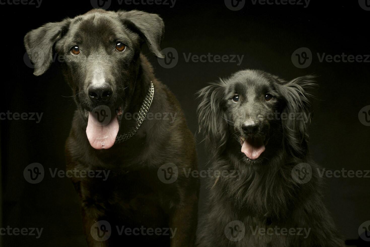 mixte race noir chiens double portrait dans une foncé photo studio
