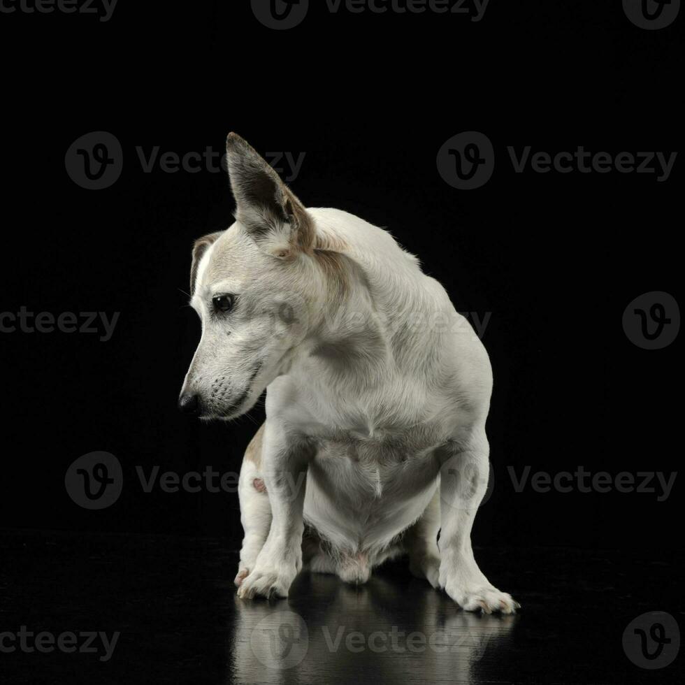 mixte race marrant oreilles chien séance et à la recherche vers le bas dans une foncé photo studio