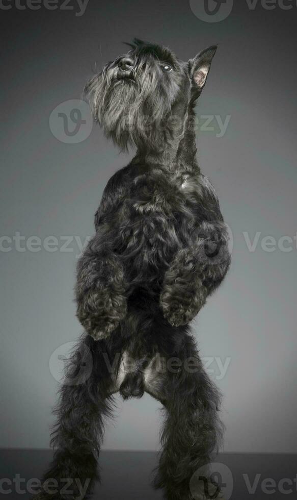 miniature schnauzer permanent dans deux jambes dans une gris studio Contexte photo