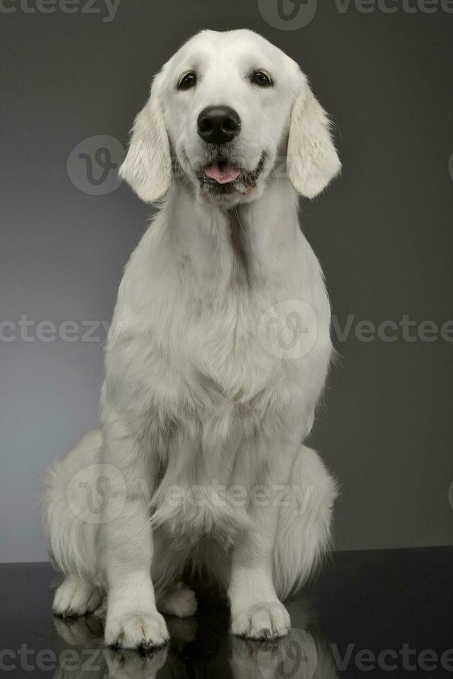 studio coup de un adorable d'or retriever photo