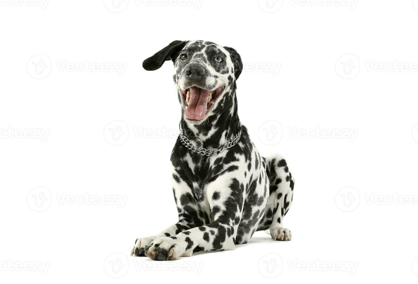 studio coup de un adorable dalmatien chien avec différent coloré yeux mensonge et à la recherche satisfait photo