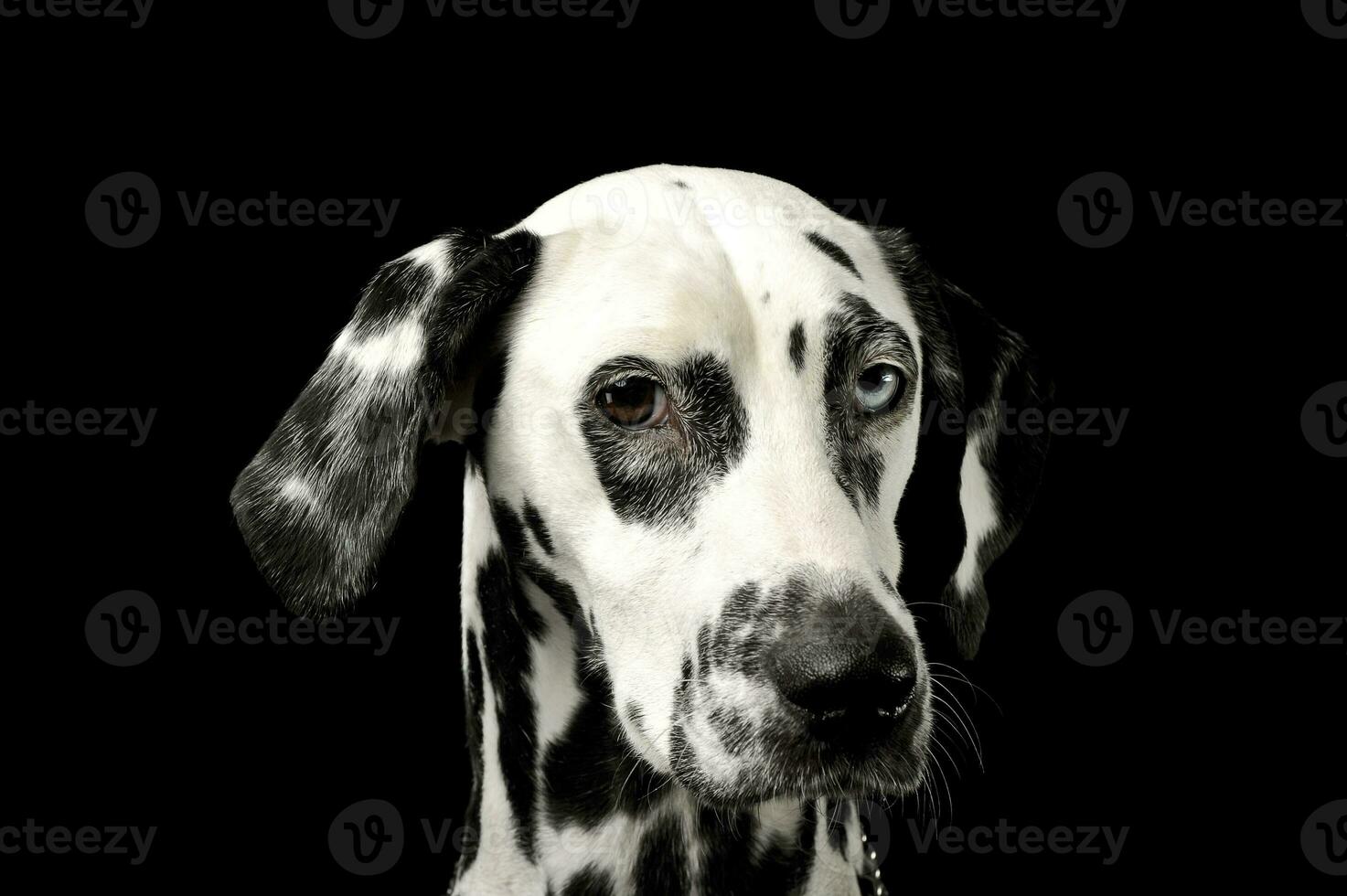 portrait de un adorable dalmatien chien avec différent coloré yeux à la recherche avec curiosité à le caméra photo