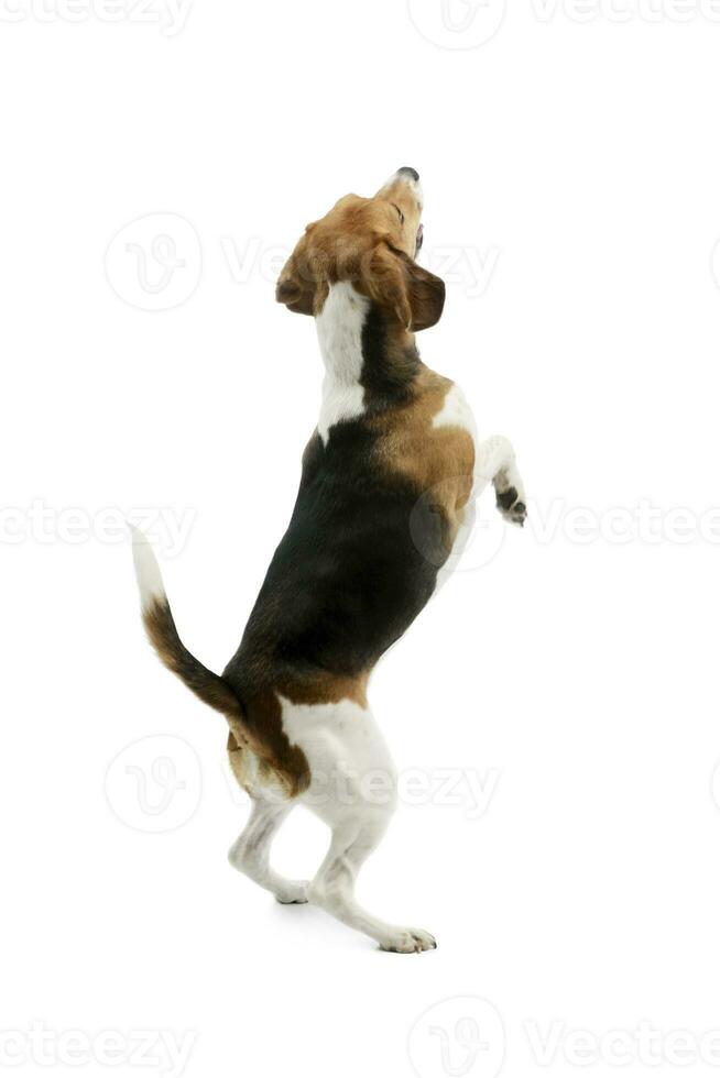 studio coup de un adorable beagle photo