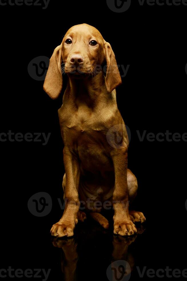 studio coup de une charmant magyar vizsla chiot photo