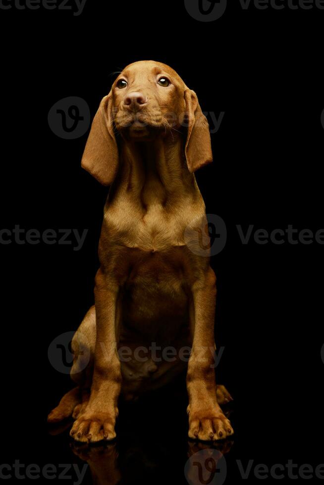 studio coup de une charmant magyar vizsla chiot photo