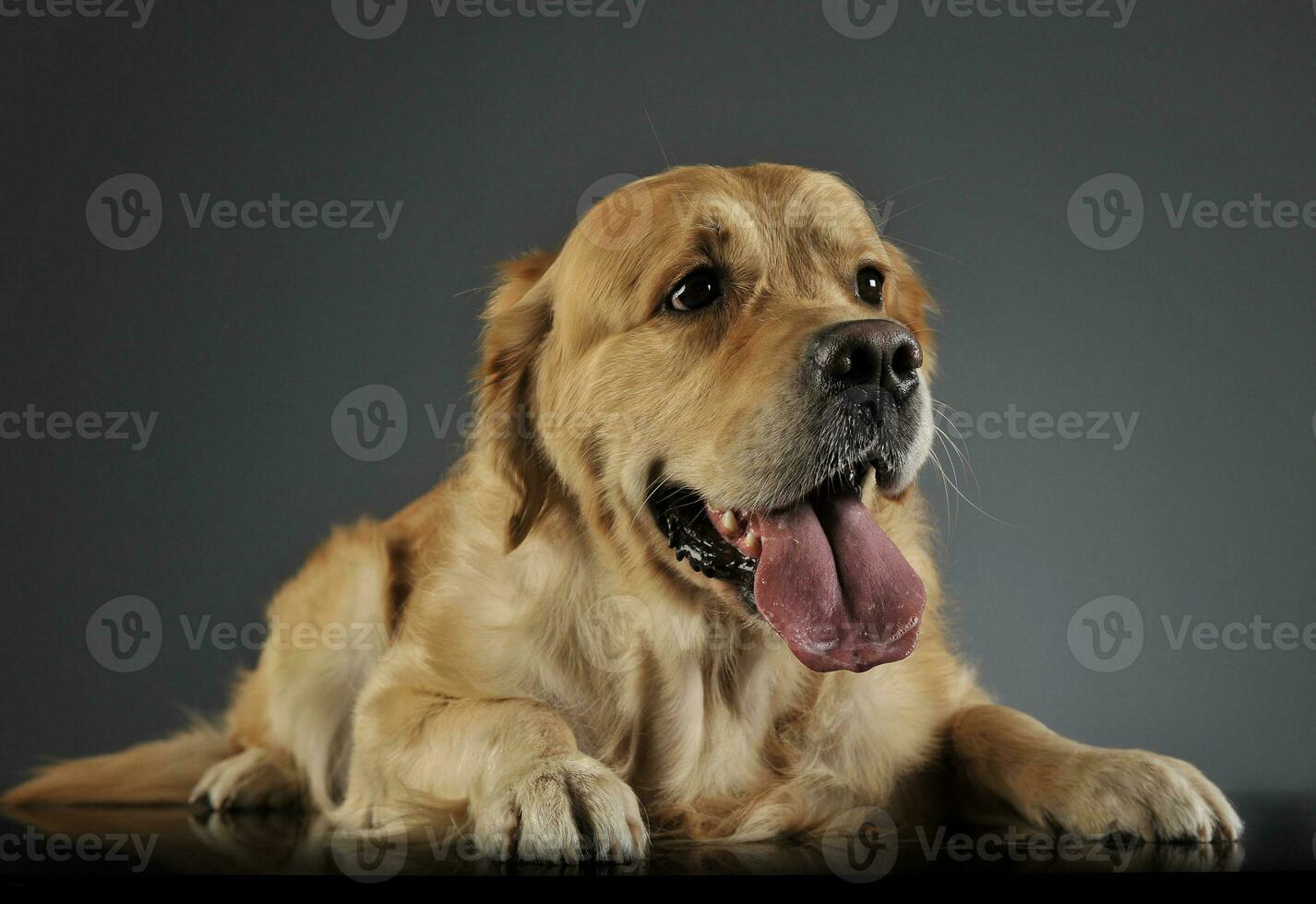 sucré d'or retriever prendre plaisir photo tournage dans studio