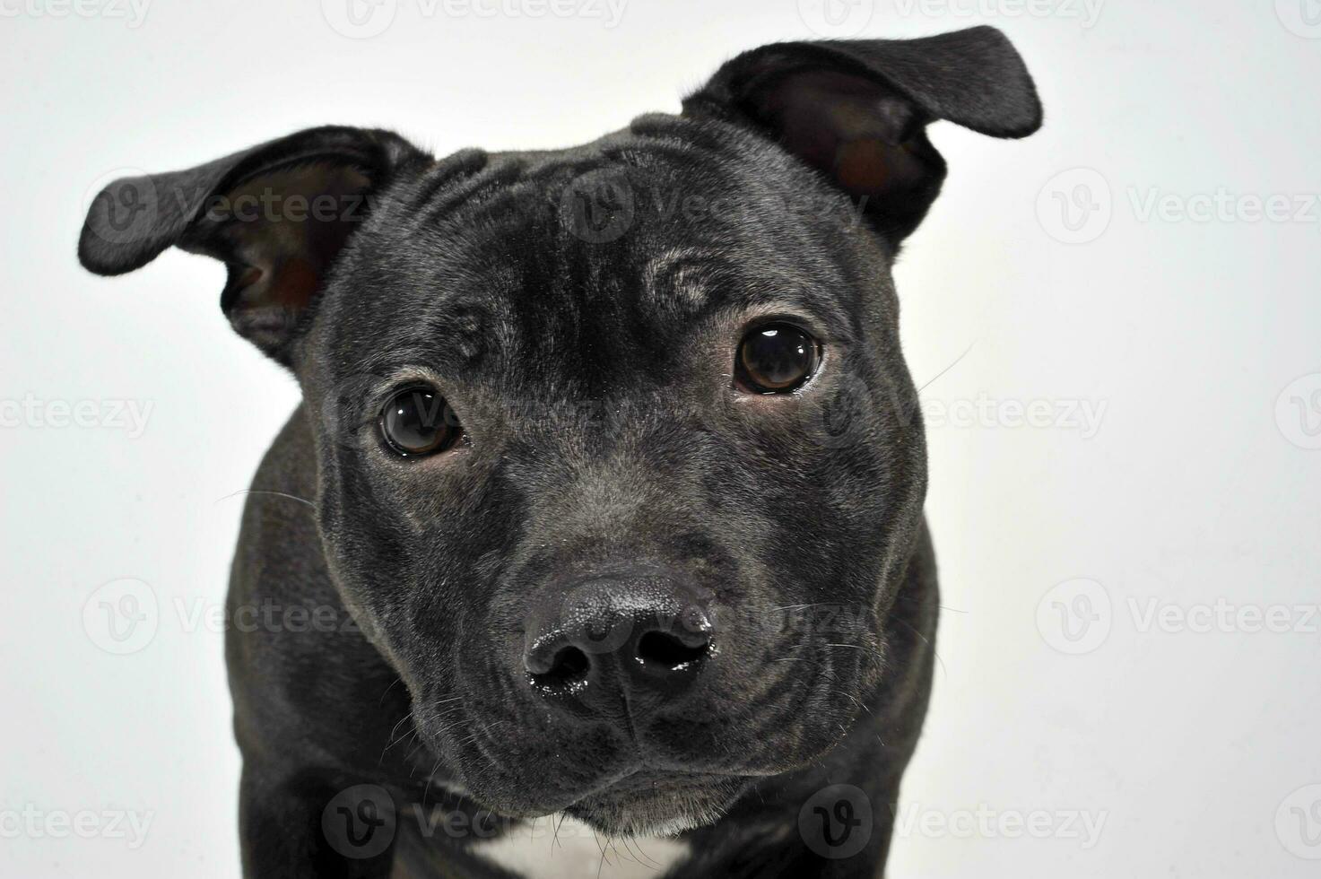 chiot Staffordshire taureau terrier dans une blanc studio photo