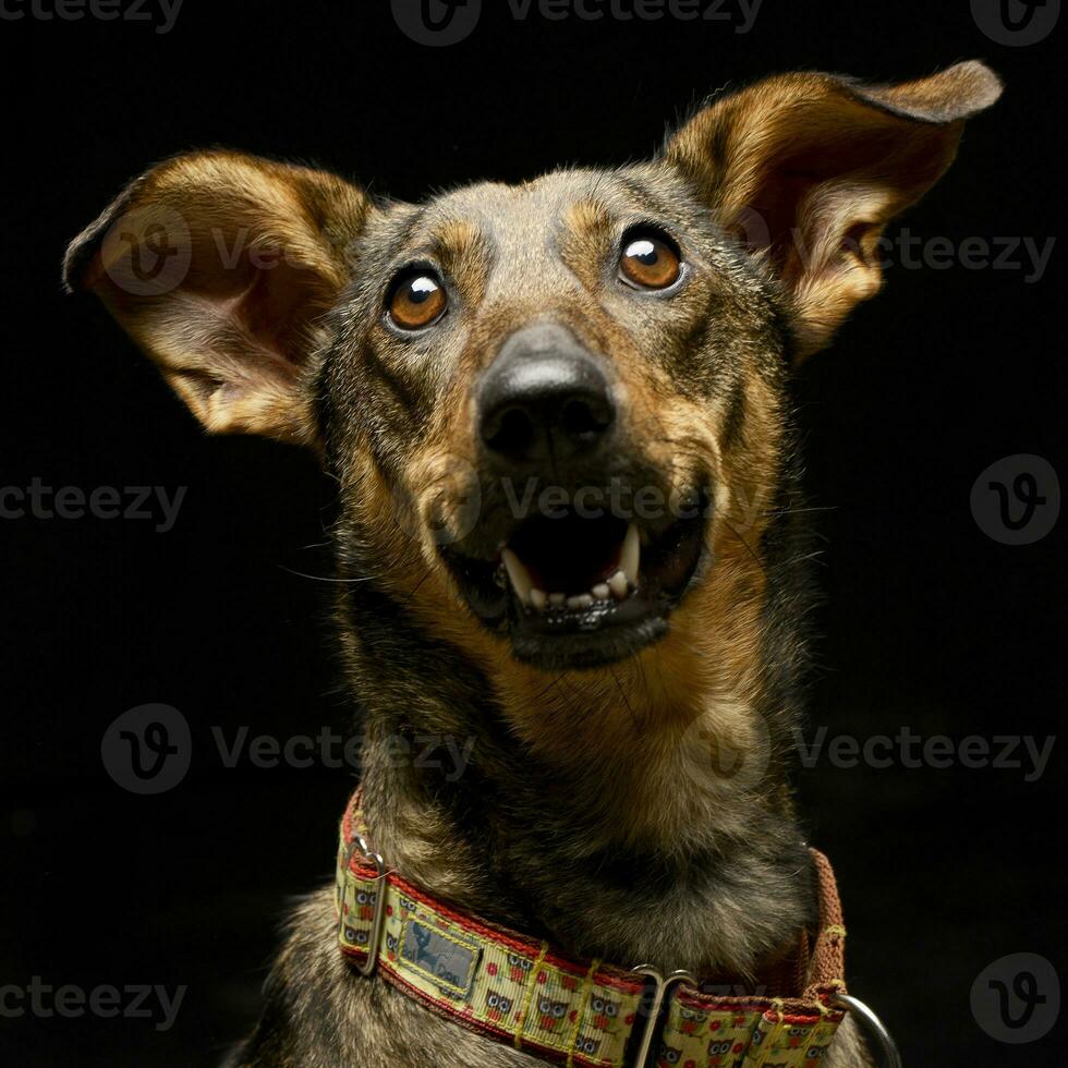 studio coup de un adorable mixte race chien photo