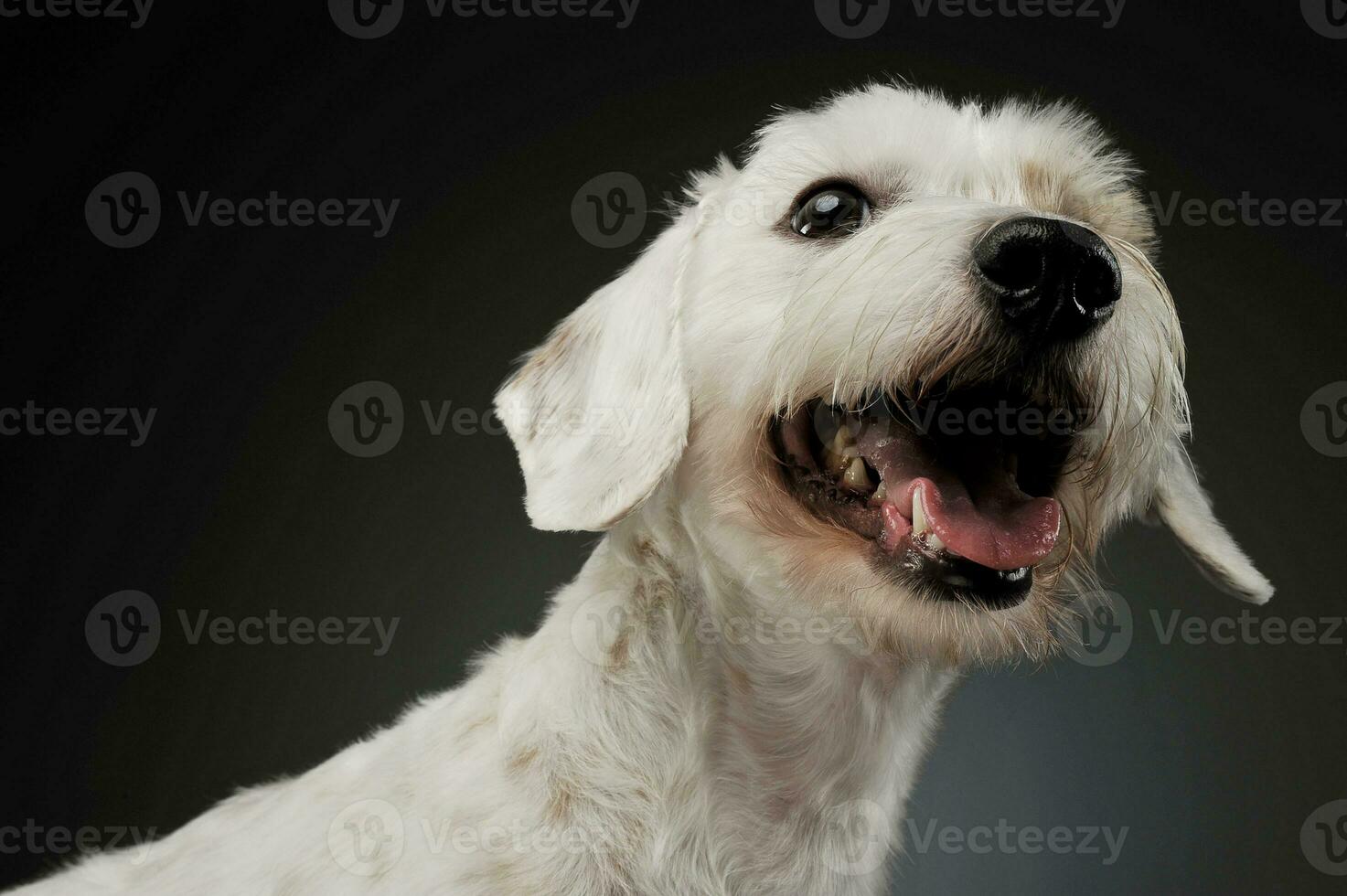 portrait de un adorable mixte race chien à la recherche satisfait photo