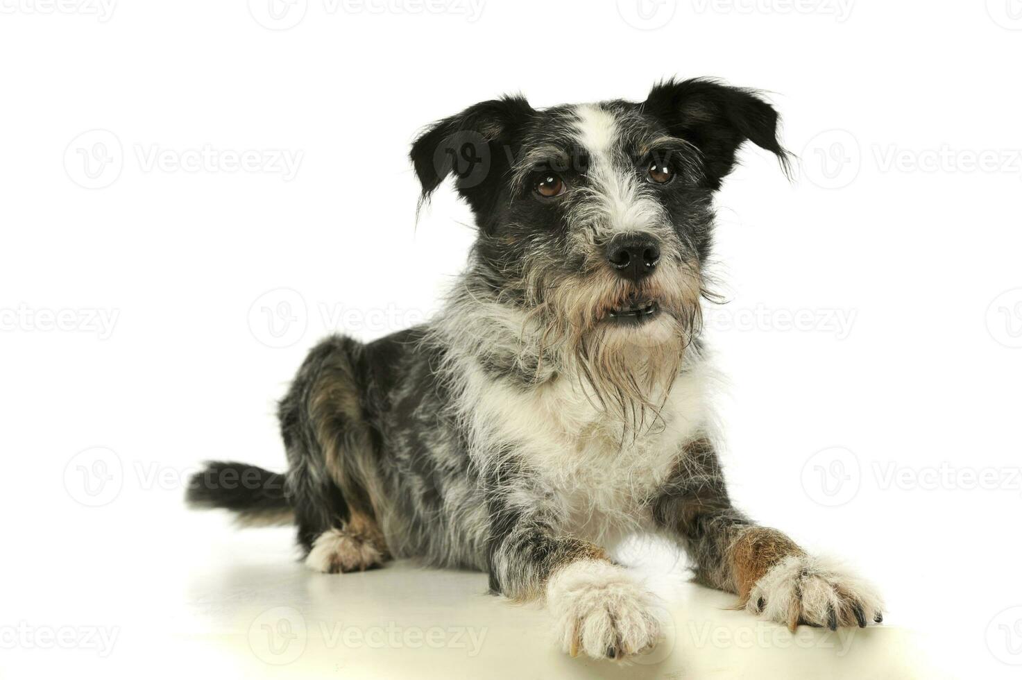 studio coup de un adorable mixte race chien photo