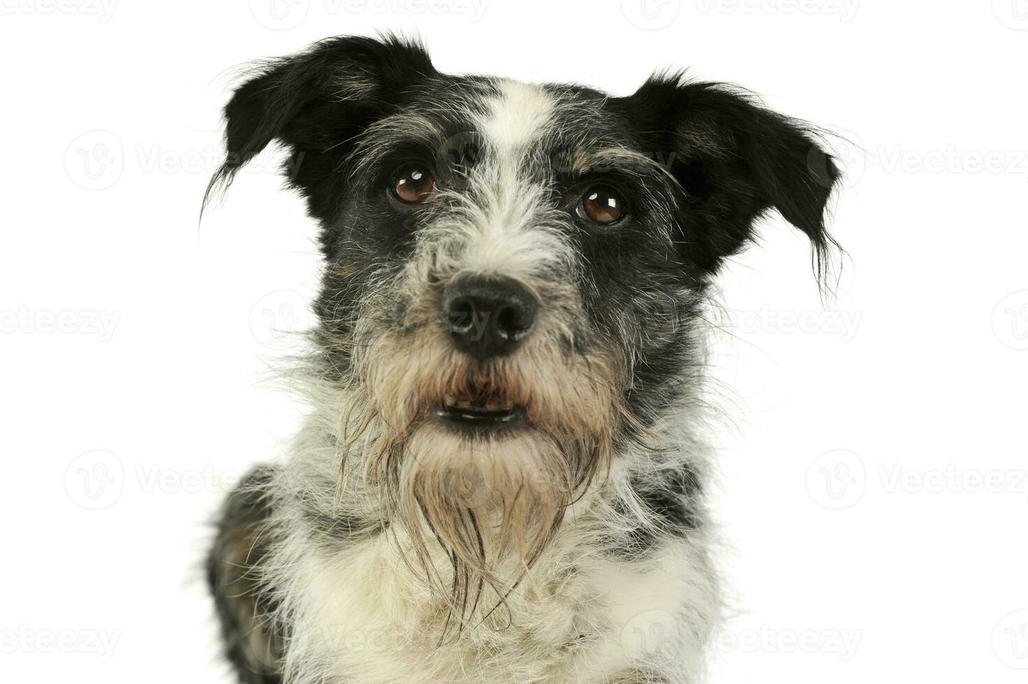 portrait de un adorable mixte race chien photo