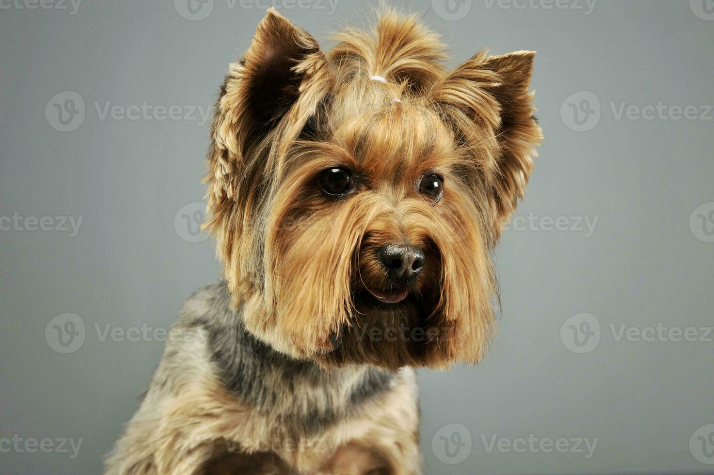 portrait de un adorable Yorkshire terrier photo
