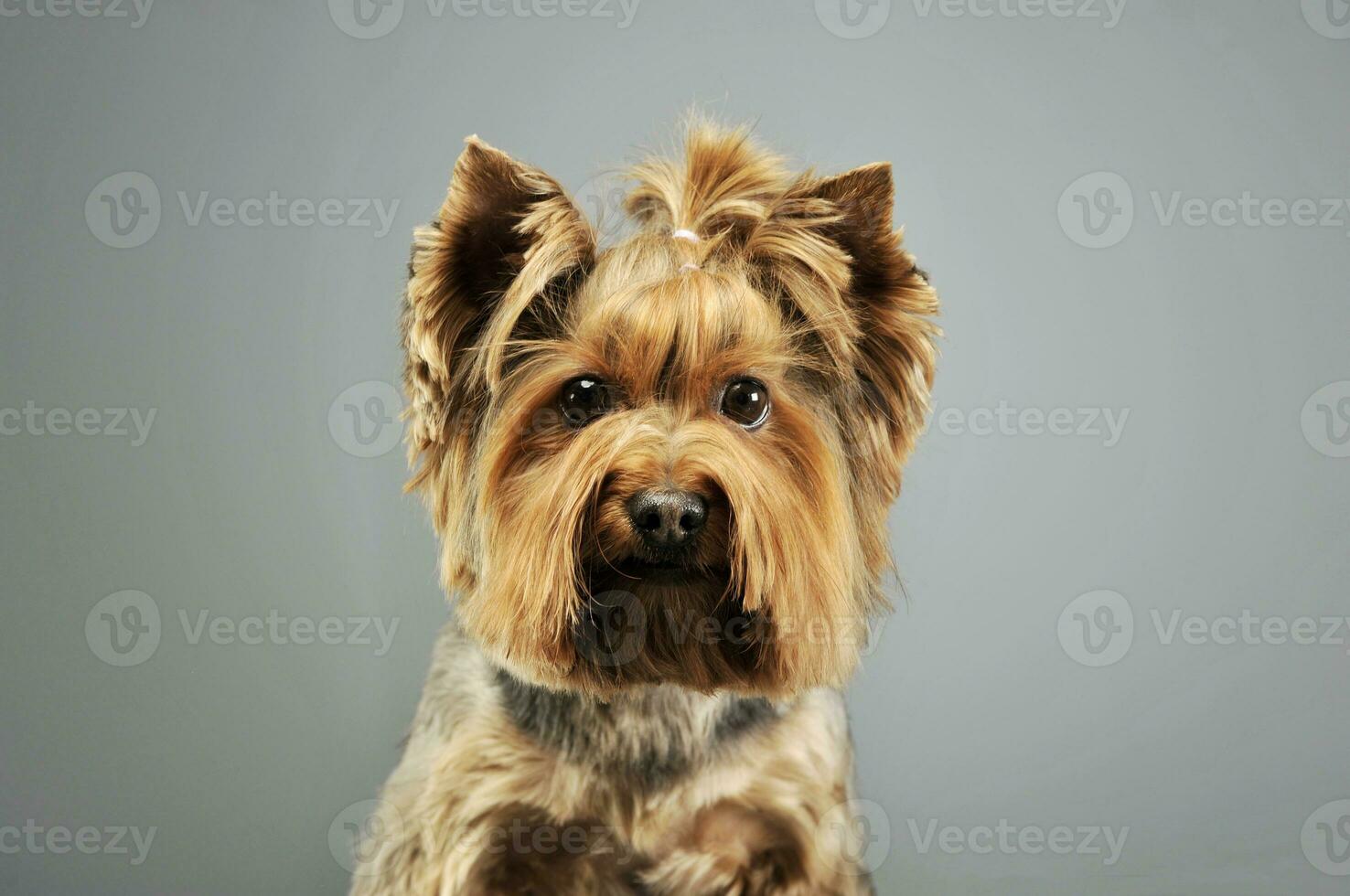 portrait de un adorable Yorkshire terrier photo