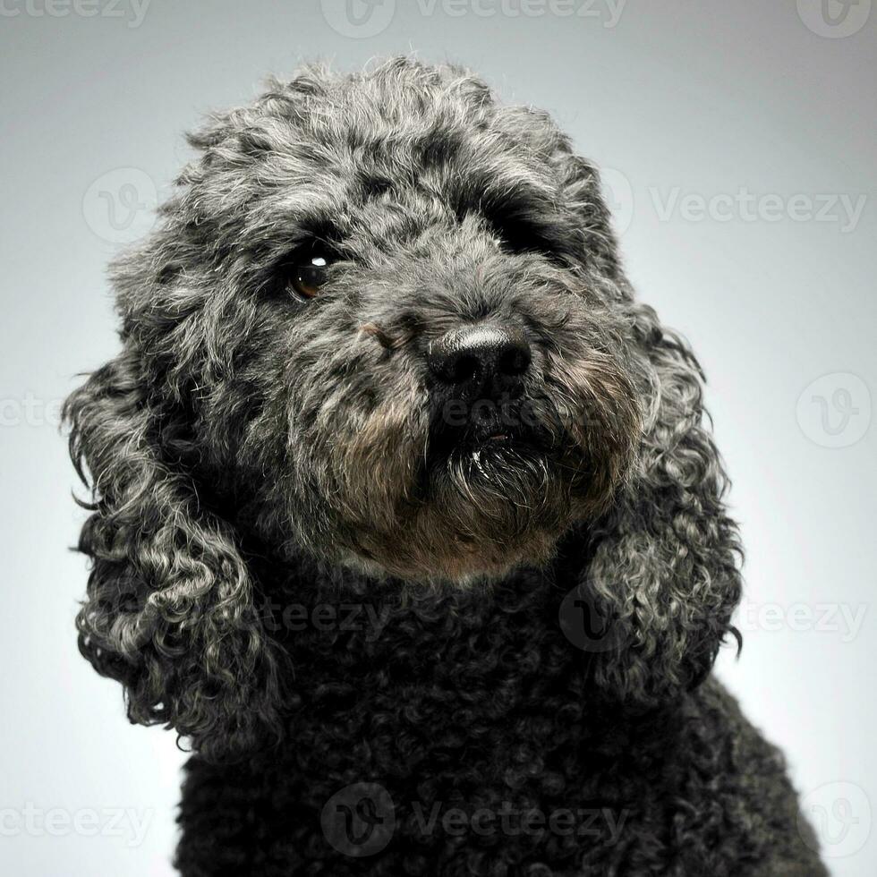 chiot pumi sentiment bien dans une blanc photo studio