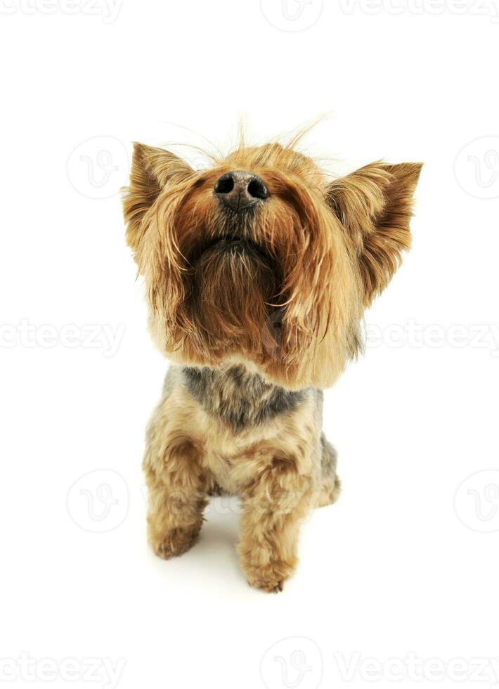 studio coup de un adorable Yorkshire terrier photo