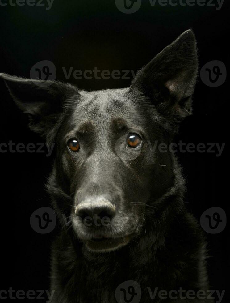 portrait de un adorable mixte race chien photo