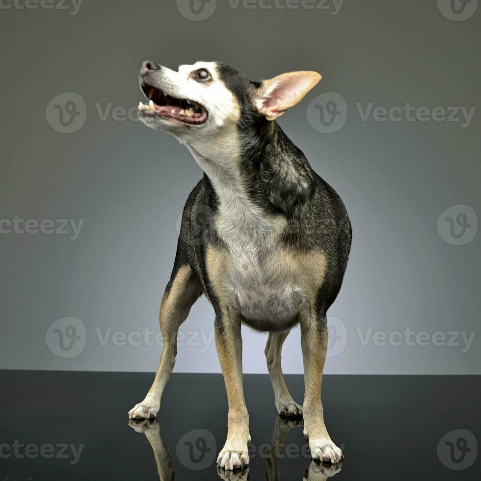 studio coup de un adorable mixte race chien photo