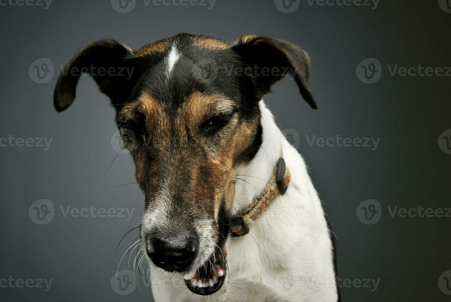 portrait de un adorable Renard terrier bâillement sur gris Contexte photo
