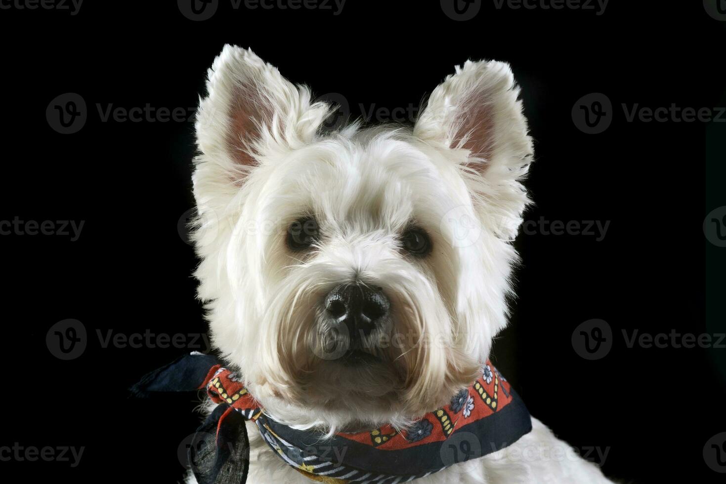 Ouest montagnes blanc terrier posant dans une photo studio